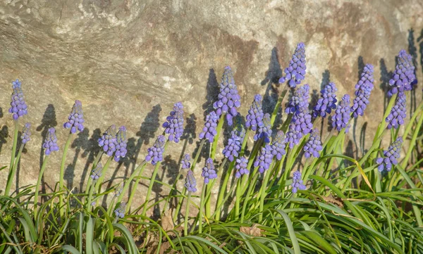 Druivenhyacint bloemen — Stockfoto