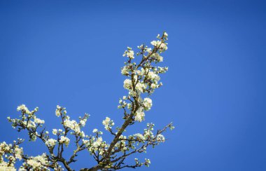 Çiçekler bir elma ağacı dalı 