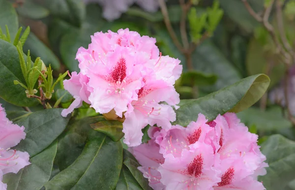 Pembe bir açelya çiçekleri — Stok fotoğraf