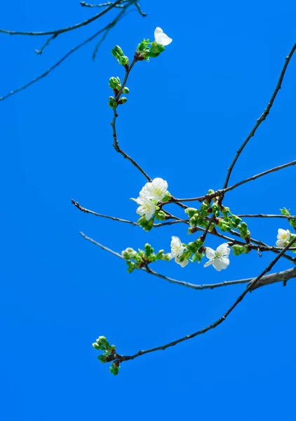 Mehrere Blumen eines Apfelbaumes — Stockfoto