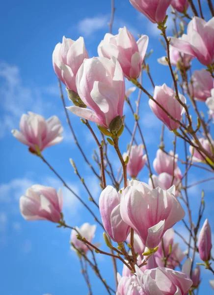 Pink flowers of a magnolia on a branch — Stock Photo, Image