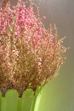 Pembe çiçekler bir erica, güneş ışık