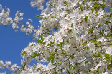 Çiçek açan kiraz dalları