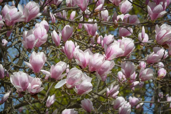 White-pink flowers of a magnolia — Stock Photo, Image