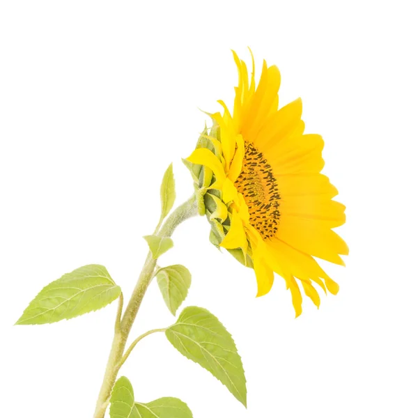 Маленька квітка соняшнику на білому — стокове фото