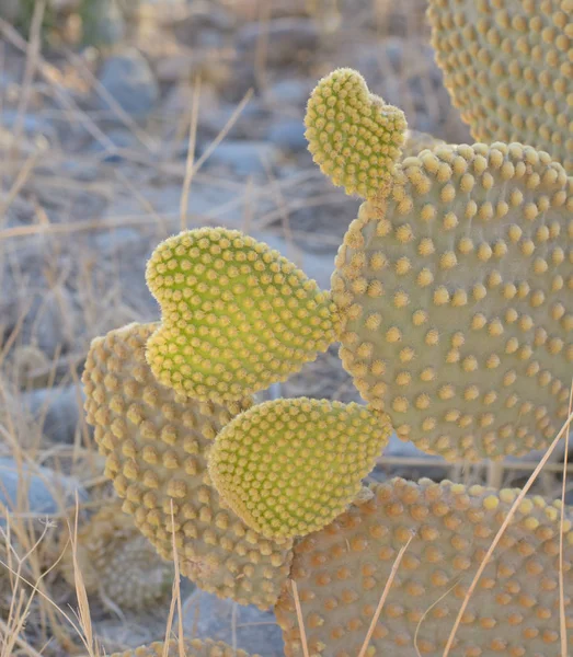 Part of the prickly pear — Stock Photo, Image