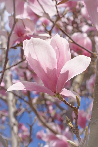 Flower pink Magnolia Soulangeana — Stock Photo, Image