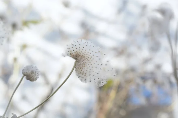 Fluffy anemone seeds — Stock Photo, Image