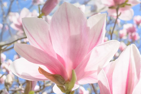 Petals of exposed magnolia flower — Stock Photo, Image