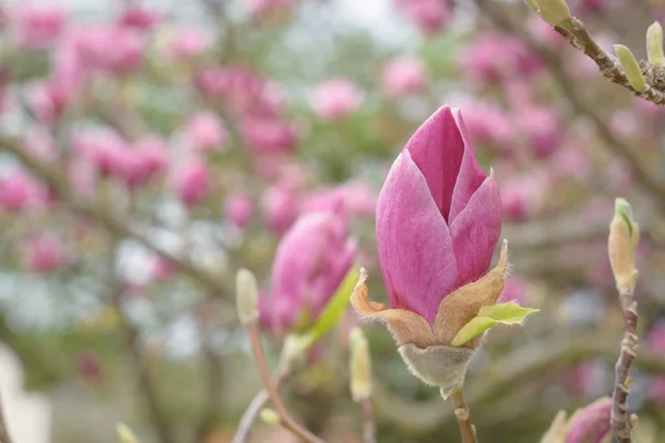 Bouton pink magnolia — Stock Photo, Image