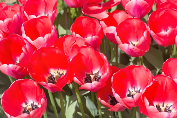 parlak kırmızı lale 