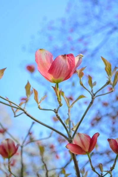 Fleur Cornus florida L. 'Rubra' sur branche — Photo