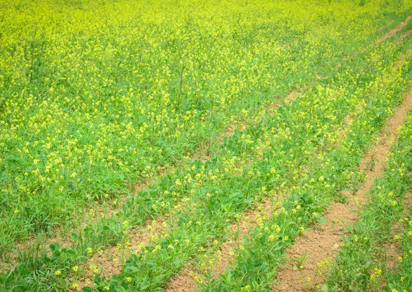 Beds with Blooming Rapeseed — Stock Photo, Image