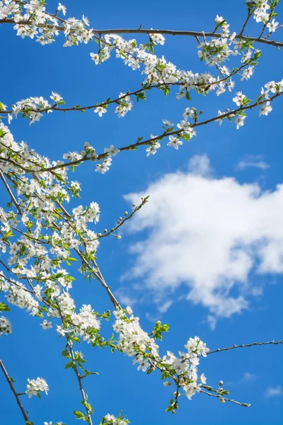Çiçekli kuş kirazları gökyüzüne karşı 