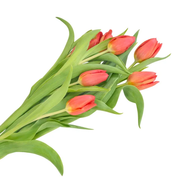 Strauß mit roten Knospen von Tulpen — Stockfoto