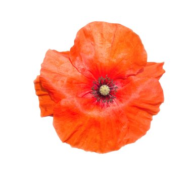 Bir beyaz üzerine kırmızı haşhaş çiçek 