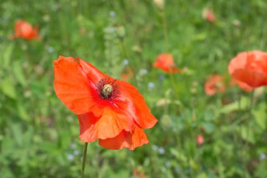 Yeşil üzerinde gelincik çiçeği 