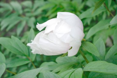 Hafif şakayık tozu 