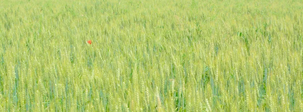 Trigo verde no campo — Fotografia de Stock