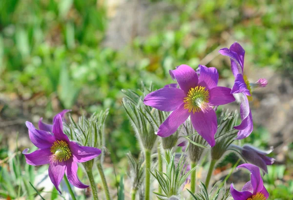 Pulsatlla  flower — Stock Photo, Image