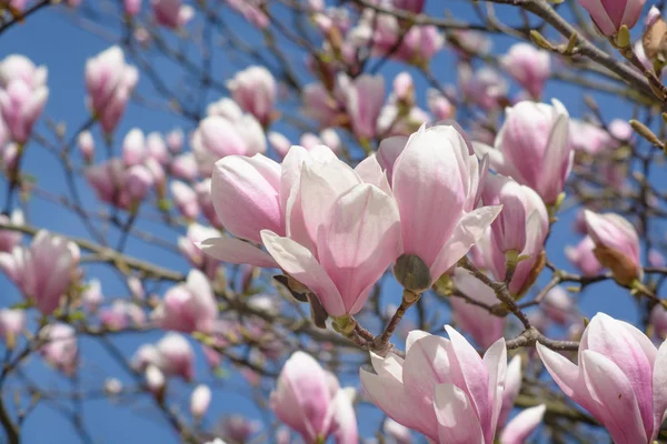 Several colors of magnolia — Stock Photo, Image