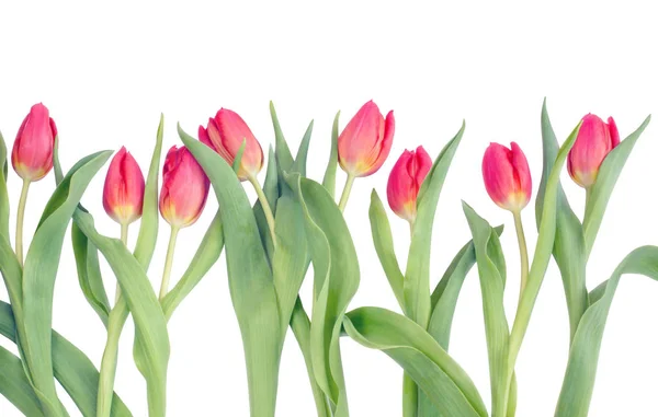 Reihe von Tulpen auf einem weißen Stockbild