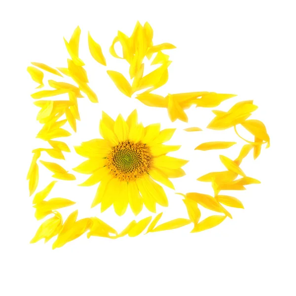 Квітка соняшнику на білому — стокове фото