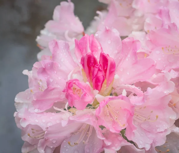 Gotas de lluvia en azalea floreciente — Foto de Stock