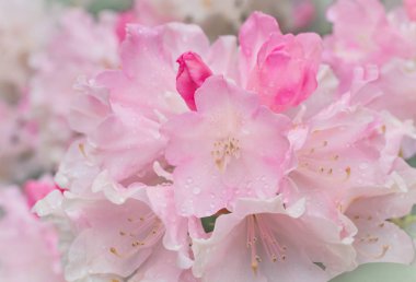 Bulanık pembe rhododendron çiçeklerinde yağmur damlaları
