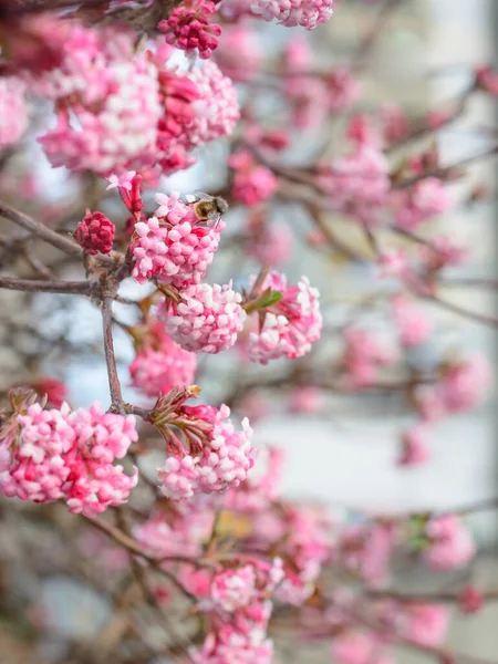 Insect Een Lila Bloem Een Wazige Achtergrond — Stockfoto