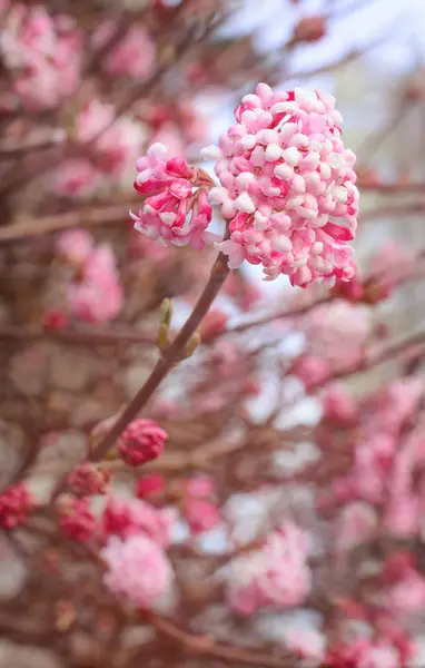 Bulanık arkaplanda pembe leylak dalı