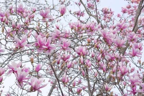 Beginning Flowering Magnolia — Stock Photo, Image