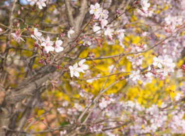 Yatay formatta, bulanık arkaplanda kiraz filizi üzerinde birkaç çiçek