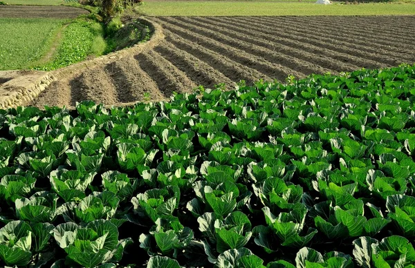 Pengzhou, China: Row of Cabbages on Farm — Stock Photo, Image