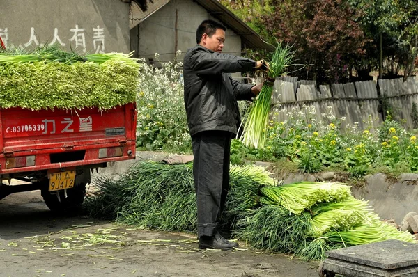 Pengzhou, Κίνα: Αγρότης με πράσινα Σκόρδα — Φωτογραφία Αρχείου