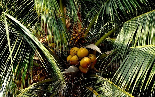 Bang Saen, Thailand: Clusters van kokosnoten — Stockfoto