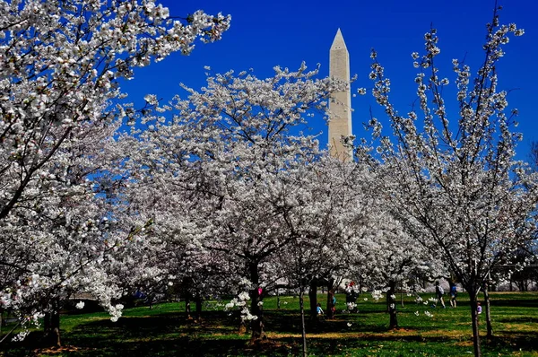 Washington, Dc: Voorjaar bloeiende kersen bomen — Stockfoto