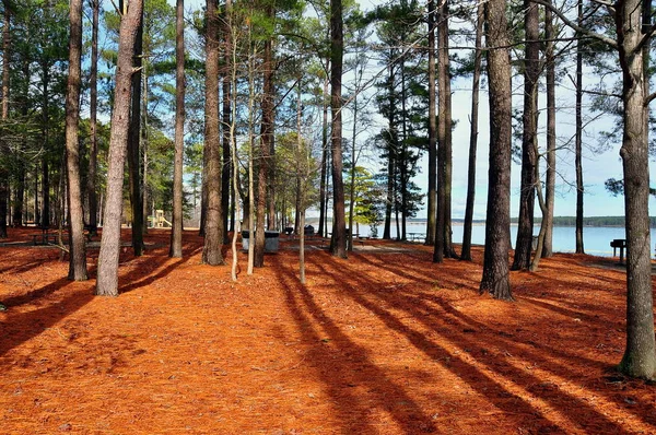 Moncure, NC: Bosque de pino en el lago Jordán —  Fotos de Stock