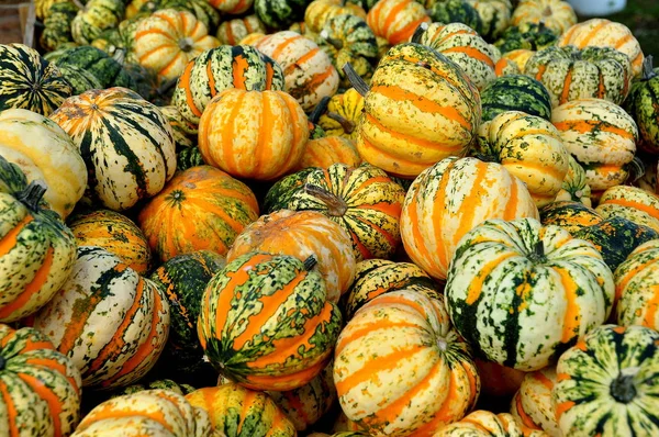 Ronks, Pennsylvania: Display of Autumn Gourds — Stock Photo, Image