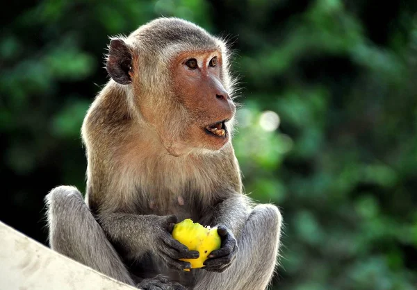 Phetchaburi, Thailandia: Scimmia che mangia Mango — Foto Stock