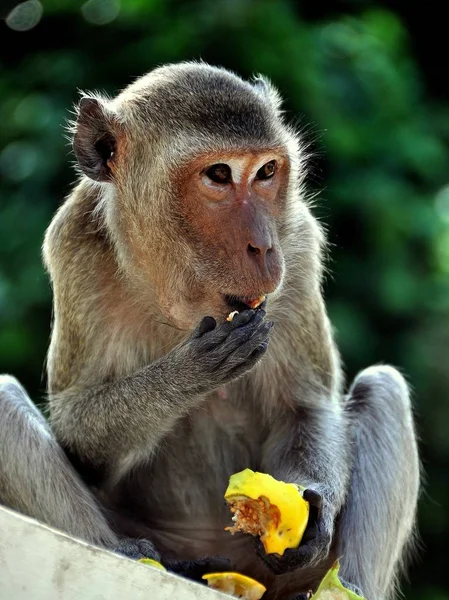 Phetchaburi, Thailandia: Scimmia che mangia Mango — Foto Stock