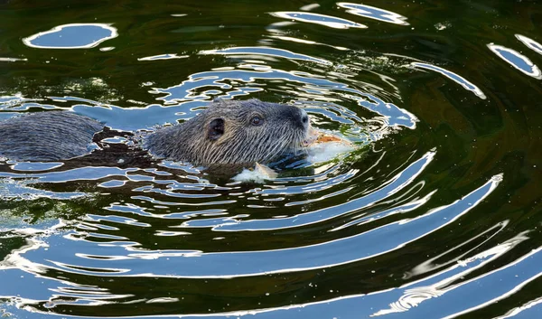 Wild swimming Coypu (Nutria) feeding on a piece of bread in the Canal de l\'Ourcq, next to the Parc de la Villette in Paris, France.