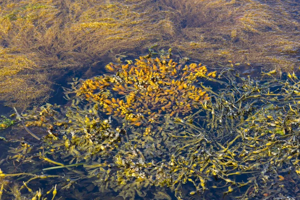 Algas flotantes en Noruega — Foto de Stock