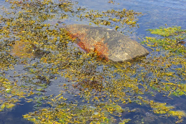 Algues flottantes en Norvège — Photo