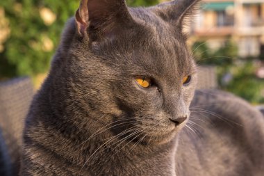 gri Chartreux kedi 