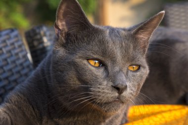 gri Chartreux kedi 