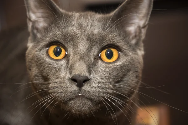 Gray Chartreux katt — Stockfoto