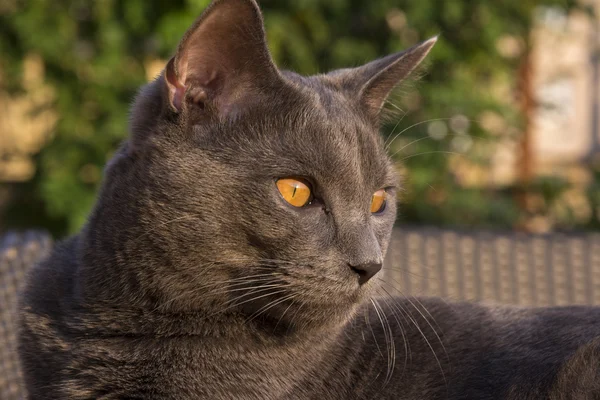 Cinza Chartreux gato — Fotografia de Stock
