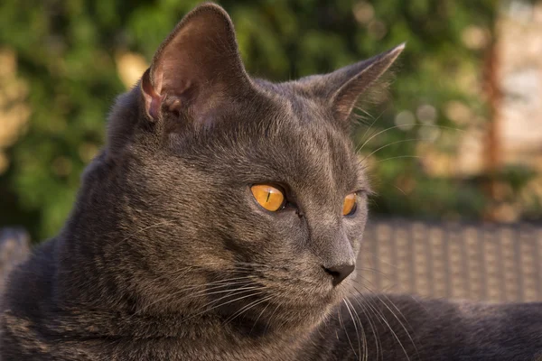 Szary Chartreux kot — Zdjęcie stockowe