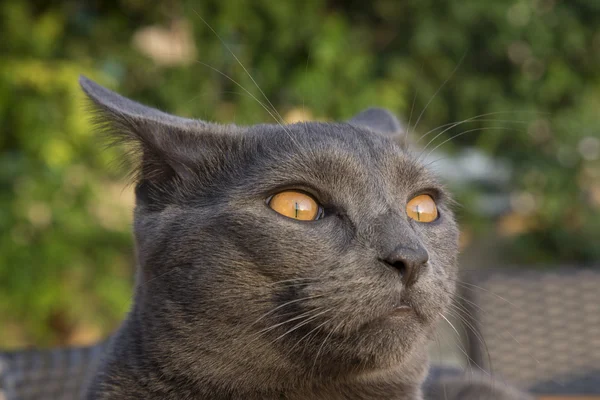Graue Chartreux-Katze — Stockfoto